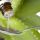 La tintura de Aloe vera y sus usos terapéuticos